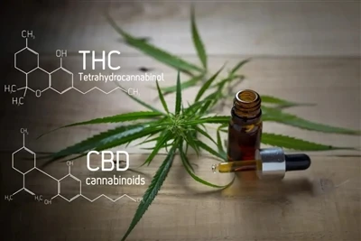 Tổng quan về ngành công nghiệp Vape CBD & THC: Hướng dẫn đầy đủ mới nhất