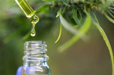 CBD so với THC: Mọi thứ bạn cần biết